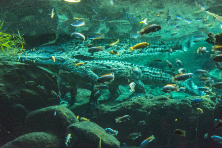 Basel Zoo