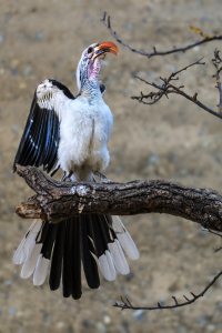 Basel Zoo
