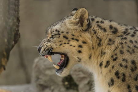 Basel Zoo