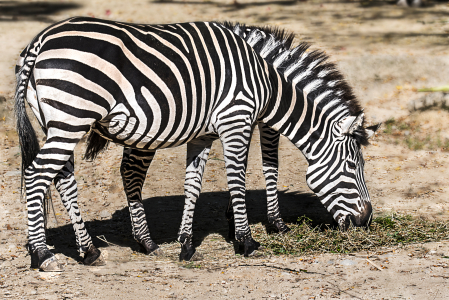 Basel Zoo