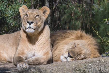 Basel Zoo